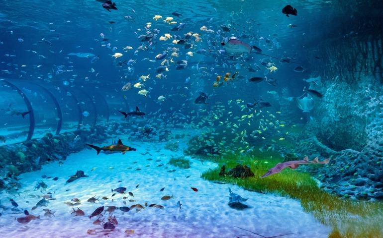National Aquarium SeaWorld Abu Dhabi