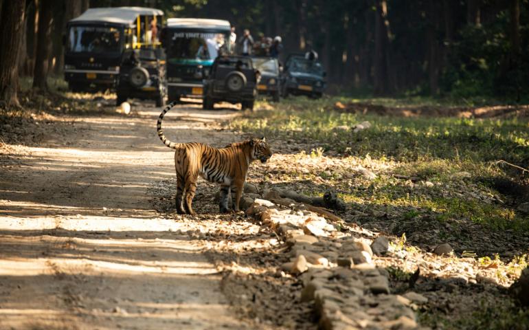 Corbett National Park