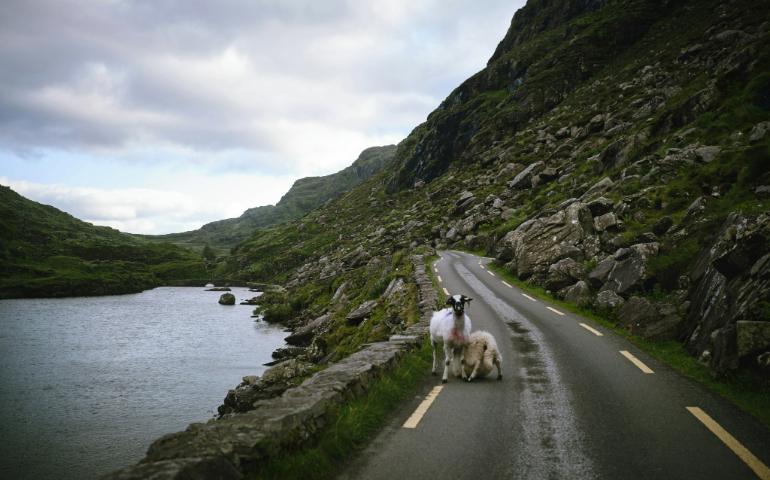 Sheeps on the road in the mountains
