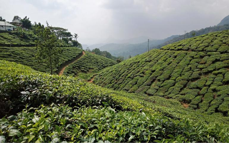 The tea garden in Munnar, Kerala
Image Credit - Akumarphotos/Pixabay