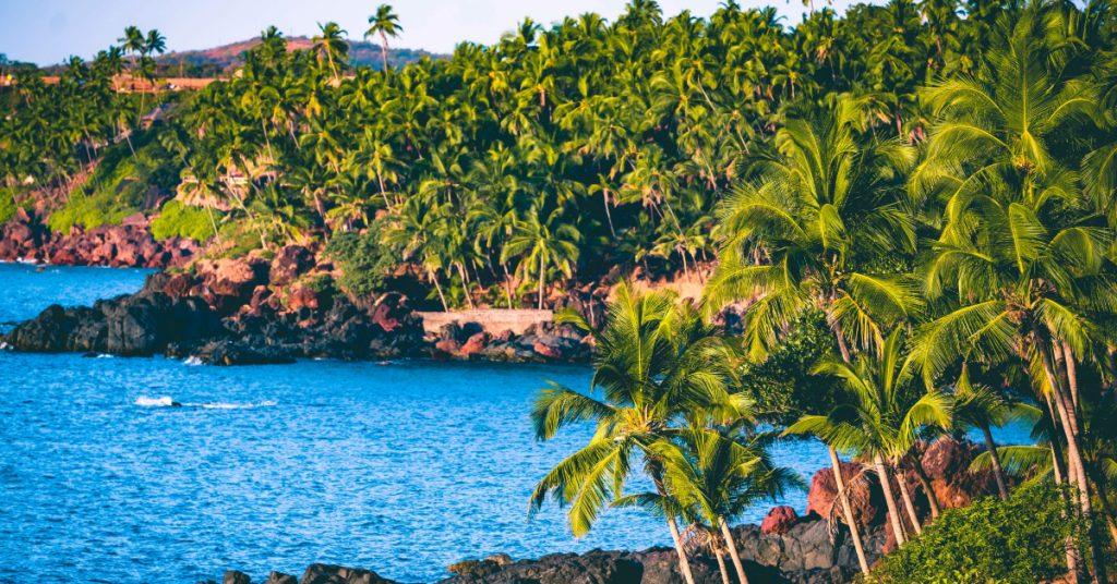 Green palm trees near blue sea
Image Credit - Ashutosh Saraswat/Unsplash