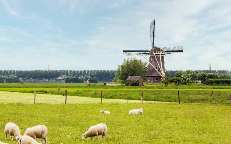 Sheep in the farm near the windmill