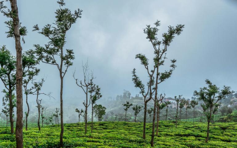 A serene walk into tea garden
Image Credit - Gaurav Gupta/Unsplash