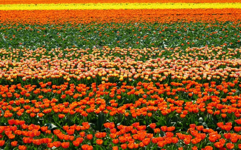 Beautiful colors of the tulip fields in the Netherlands
