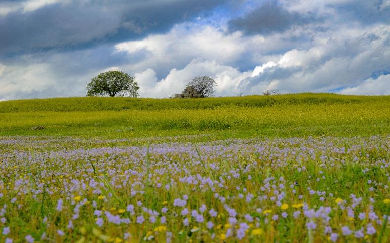 Meadow with wildflowers