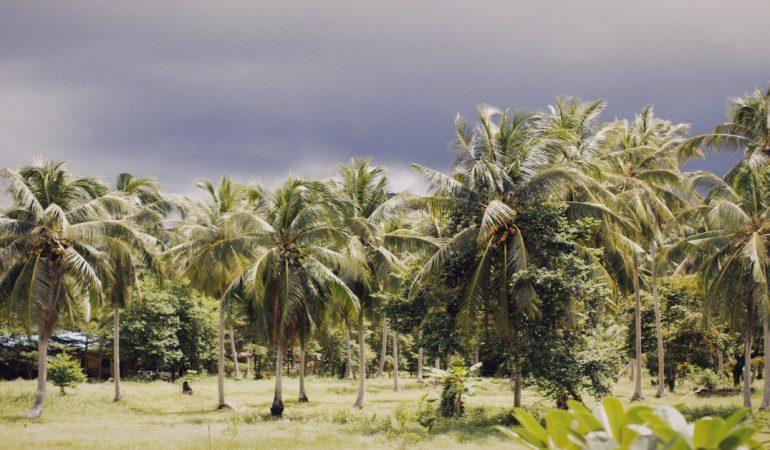 Coconut trees stands tall beneath a moody, overcast sky suggesting incoming rain
Alexey Demidov/Pexels