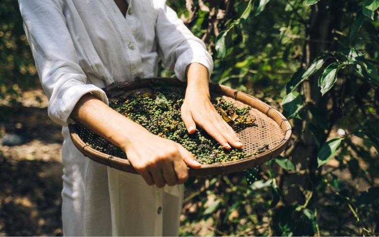 A person harvesting fresh peppercorns in a field.