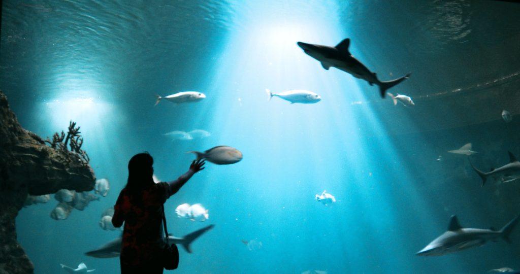 Person observing various fish and sharks in an aquarium with dramatic lighting
