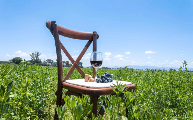Wooden chair with a wine glass and grapes in a lush vineyard Georgia
