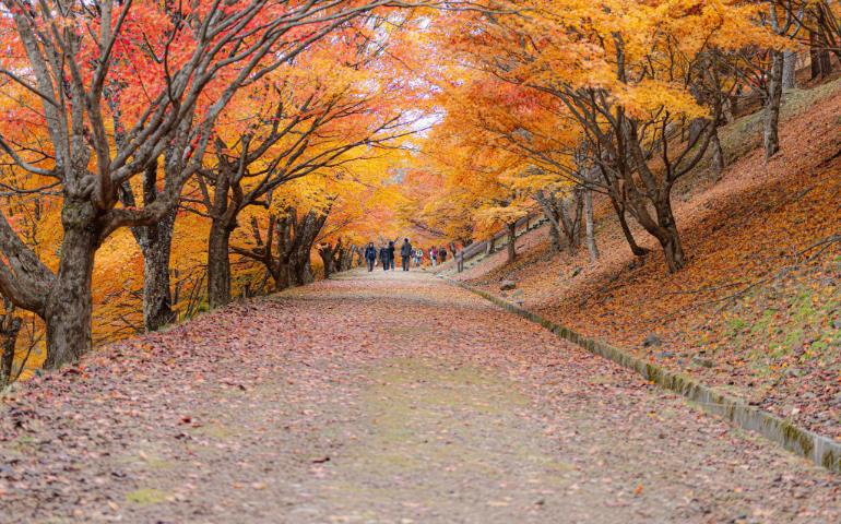 Autum In Japan