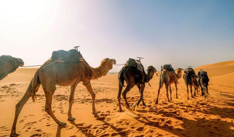 Camel caravan treks through the vast sands of desert
mohamed aouni/Pexels