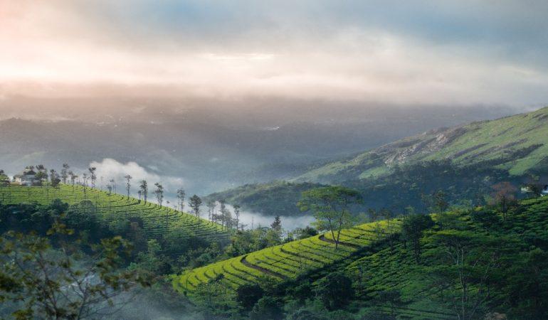 Sunrise over the misty tea plantations 
Nandhu Kumar/Pexels