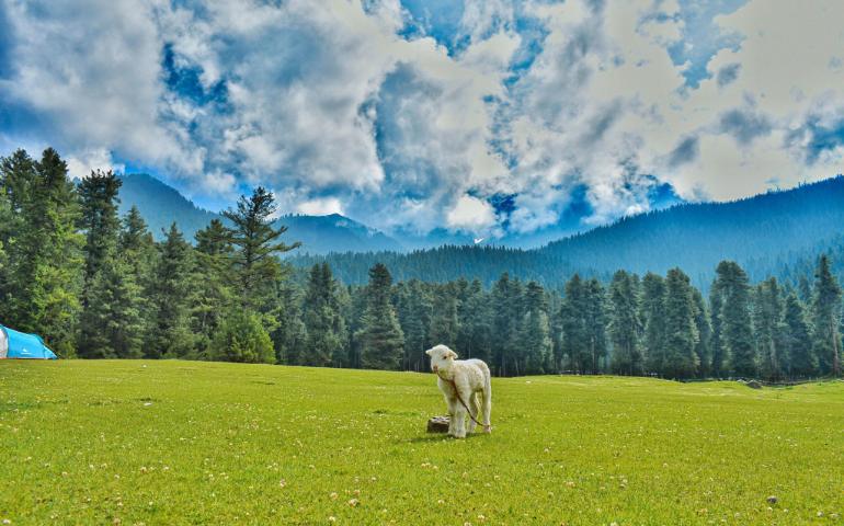 A serene sheep in a lush green meadow in Kashmir