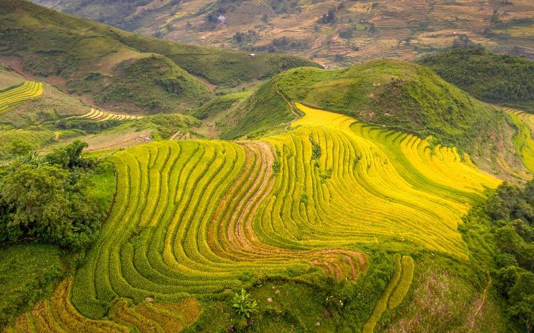  Shot of terraced rice fields in vibrant yellow and green hues in Vietnam