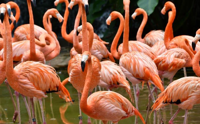  A Flock of vibrant flamingos standing gracefully in an outdoor pond at a Singapore zoo.