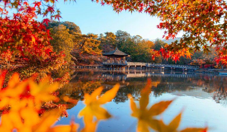 September scene of Japan
Thắng Văn/Pexels