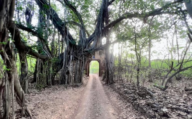 A nature gateway to wildlife and adventure in Ranthambore.
Image Credit - Shikhar Bhatnagar/Unsplash
