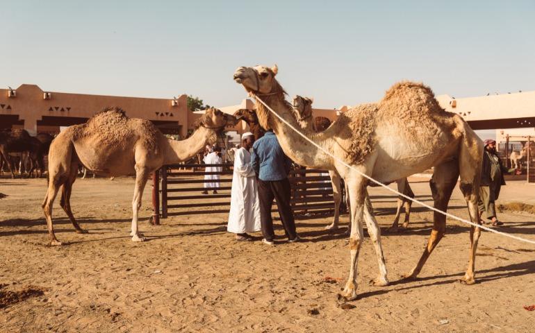 A traditional camel market in the UAE