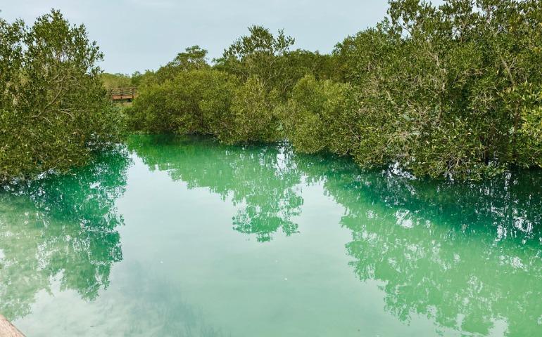 The natural mangrove forest in Abu Dhabi