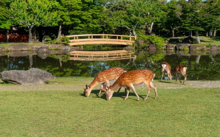 Deer sightings at Nara Park in Japan