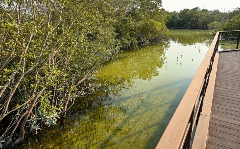 Eastern mangroves nature reserve in Abu Dhabi, United Arab Emirates