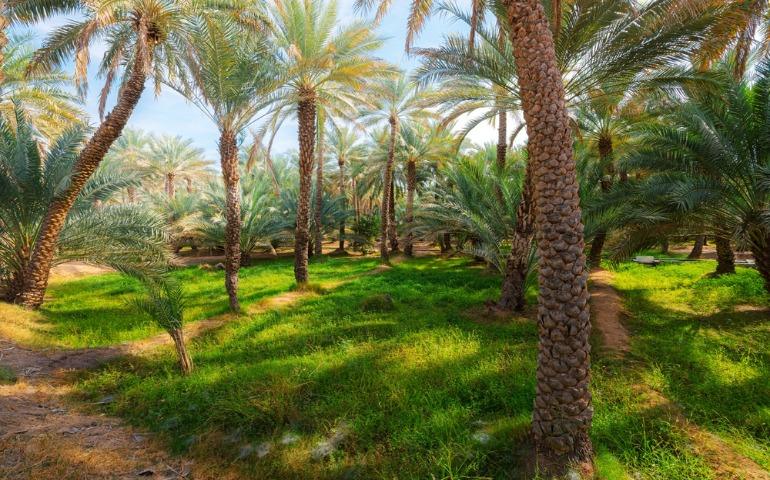 Densely packed date palm trees inside the Al Ain Oasis