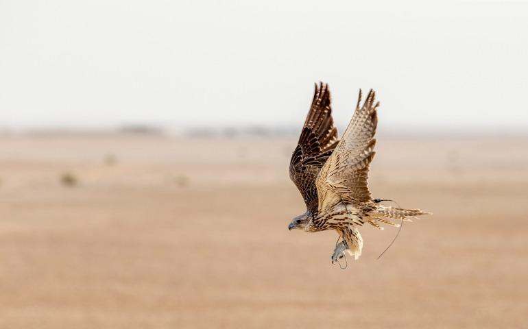 A falcon during a falconry training in the desert, Abu Dhabi