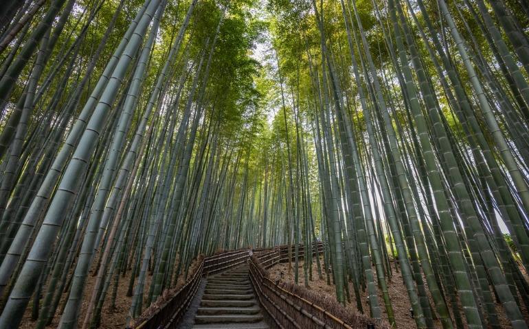 Arashiyama Bamboo Grove in Kyoto, Japan
