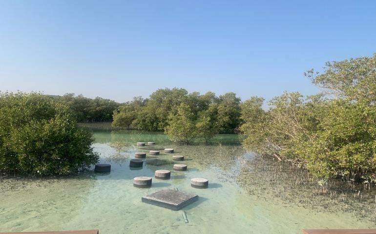 View of the mangroves at Jubail Island Mangrove Park in Abu Dhabi, United Arab Emirates