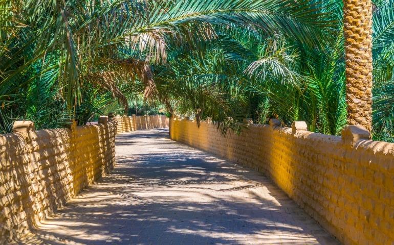 View of the unesco enlisted oasis in Al Ain, UAE