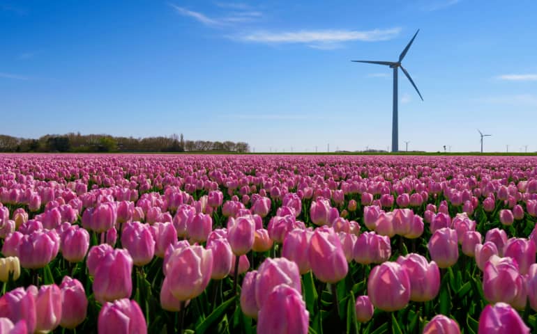 Purple tulips field under the blue sky
