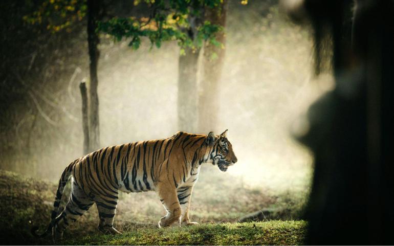 A wild Bengal tiger in the Kabini National Reserve forest