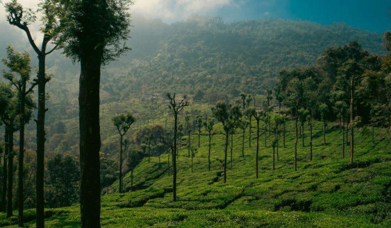 Best places to visit near Ooty
Image Generated - Varun Sudhakar