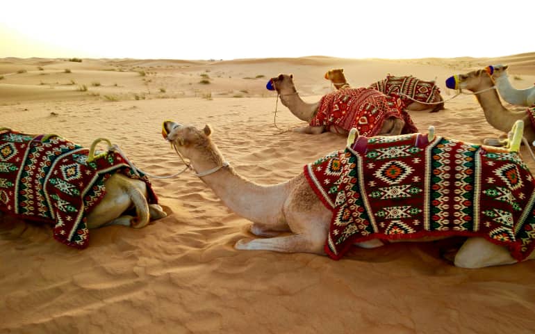 Camels sitting in desert
