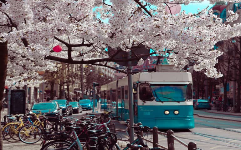 Cherry Blossoms and Tram in Gothenburg