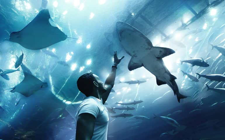 A man reaching for the shark in Dubai Aquarium