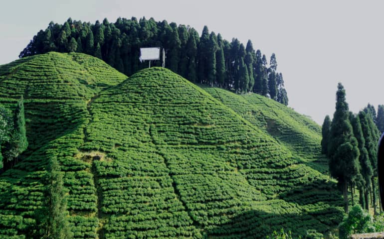 Beautiful views of the tea gardens in Darjeeling