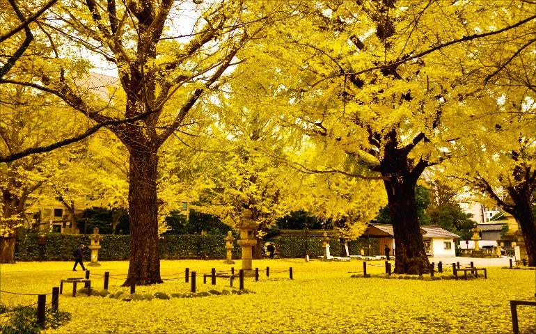 View of golden ginkgo trees in a Tokyo park capturing the essence of fall foliage
Image Credit: Maheshwaran Shanmugam/Pexels