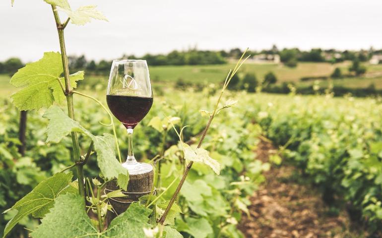 A glass of red wine in a lush Bourgogne vineyard, France
Image Credit: Elle Hughes/Pexels