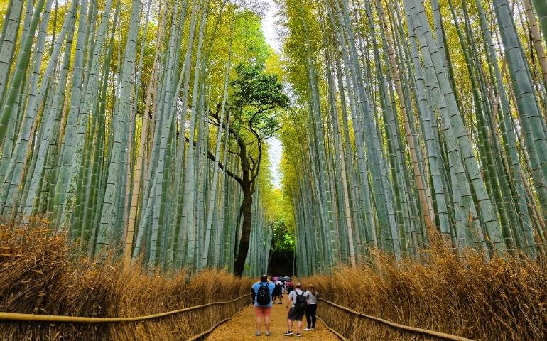 Arashiyama Bamboo Grove, a famous natural landmark in Kyoto, Japan.
Image Credit: Francesco Albanese/Pexels