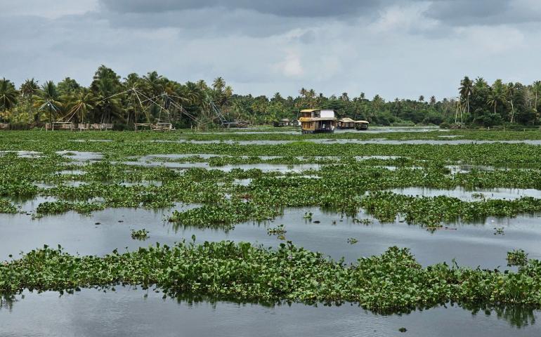 Serene beauty of Kumarakom backwaters with lush greenery and traditional houseboats.
Image Credit - Justus George/Pexels