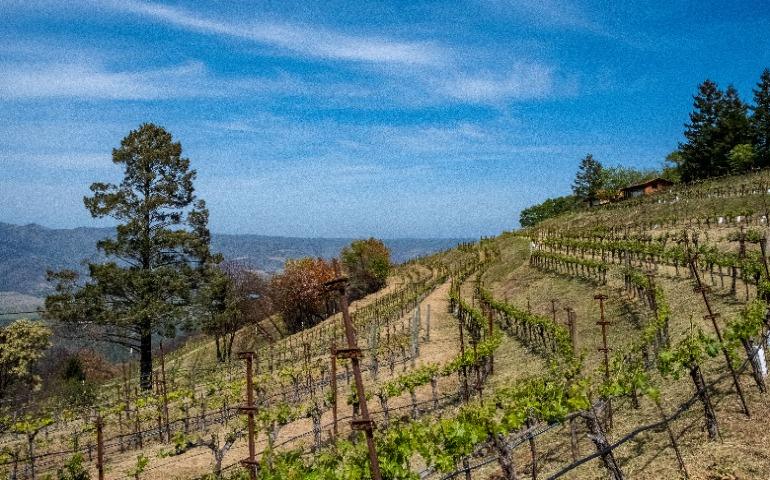 A beautiful vineyard on rolling hills under a clear sky in Napa Valley, California.
Image Credit: Kelsey/Pexels