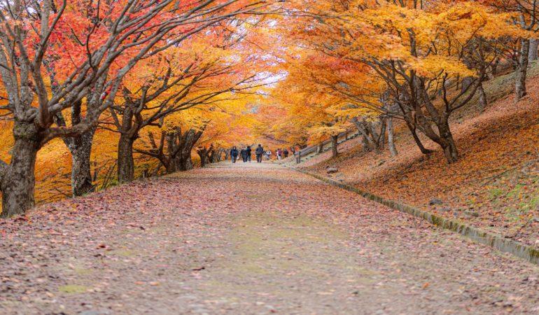 Path through vibrant autumn foliage with people enjoying a scenic walk.
Marcio Konno/Pexels