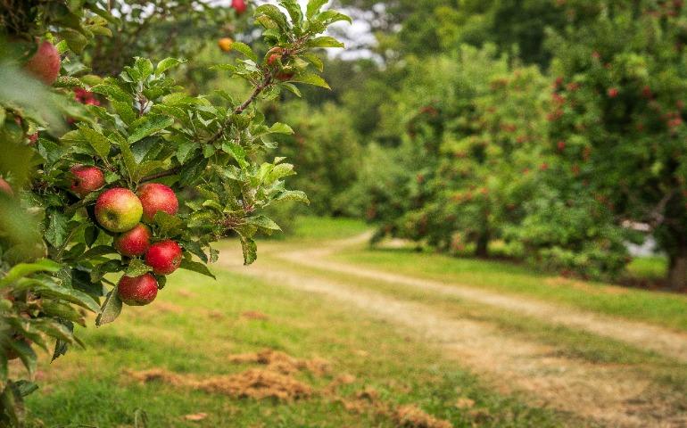 Ripe apples on tree branches
Image Credit: Mark Stebnicki/Pexels