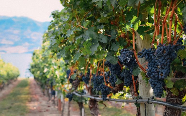 Lush grapevines in a scenic vineyard
Image Credit: Tim Gouw/Pexels