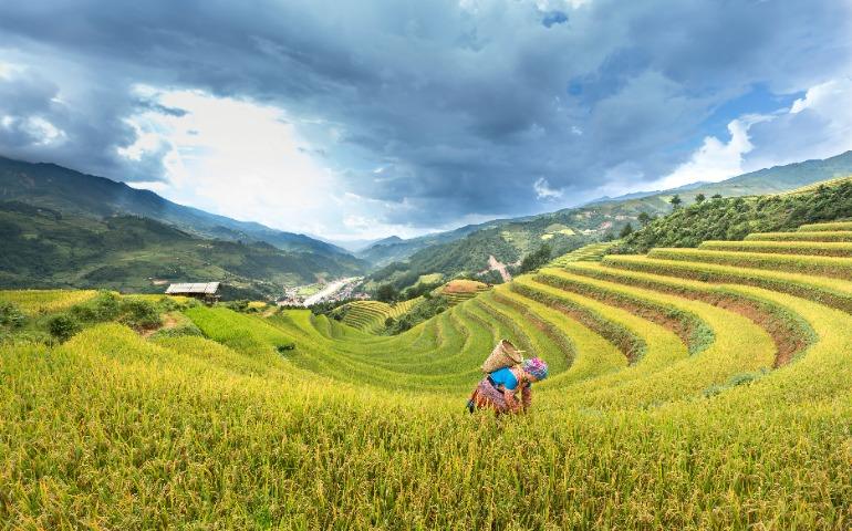 A farmer tends to lush rice terraces in Mù Cang Chải, Vietnam
Image Credit: Quang Nguyen Vinh/Pexels