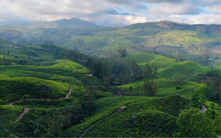 Breathtaking view of lush green tea plantations in Munnar, Kerala against a bright blue sky.
Image Credit: R Ajay Rajaram/Pexels