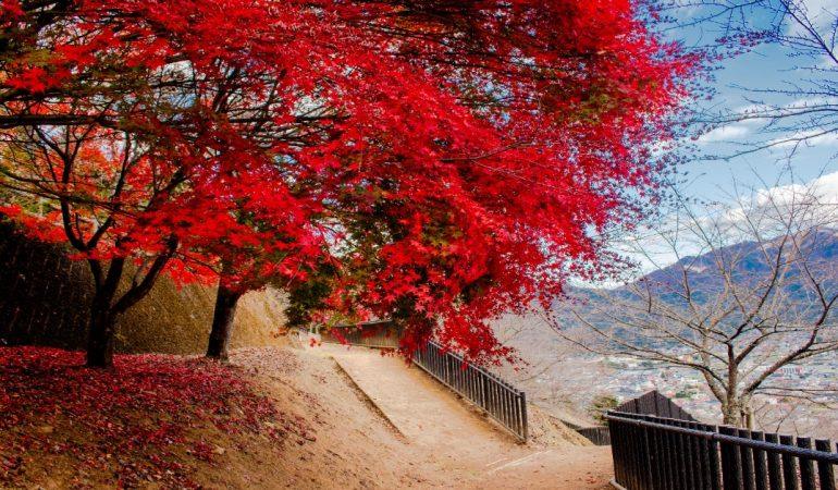 Red maple trees in full autumn Japan
Salvador Chinchilla, Pexels