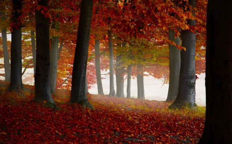 Scene of a forest in autum
Image Credit: Valentin S/Pexels
