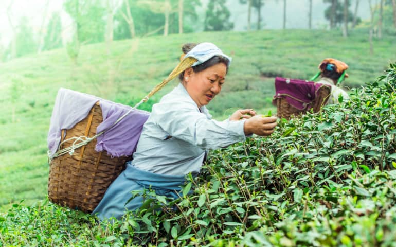 A woman plucking tea leaves from the garden in Darjeeling